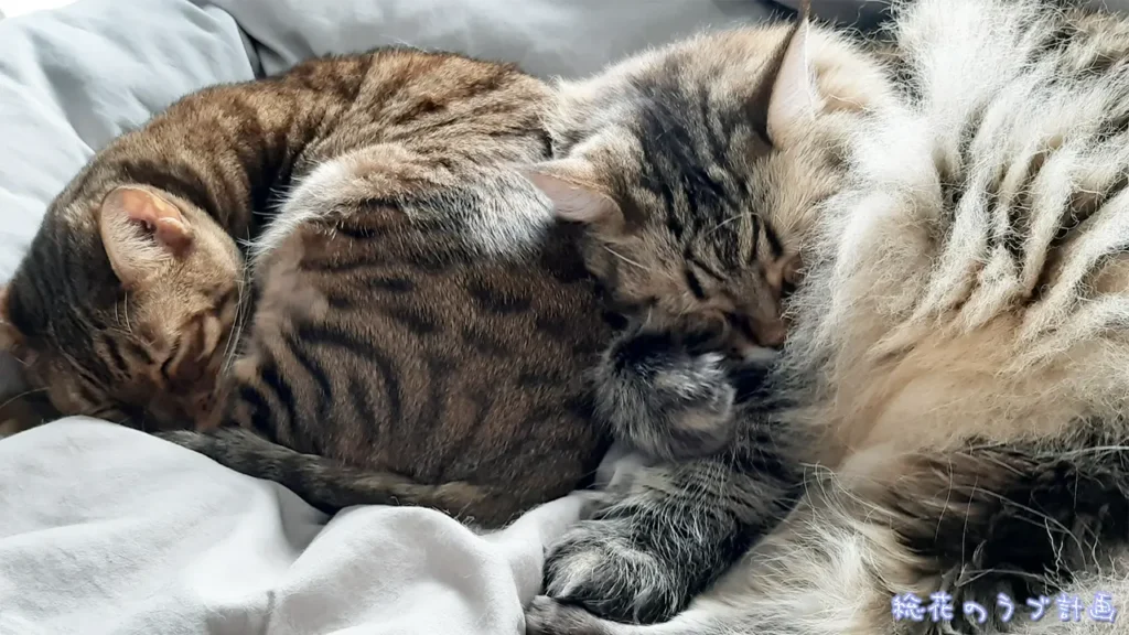 愛猫のコテツとノルが一緒に寝てる姿