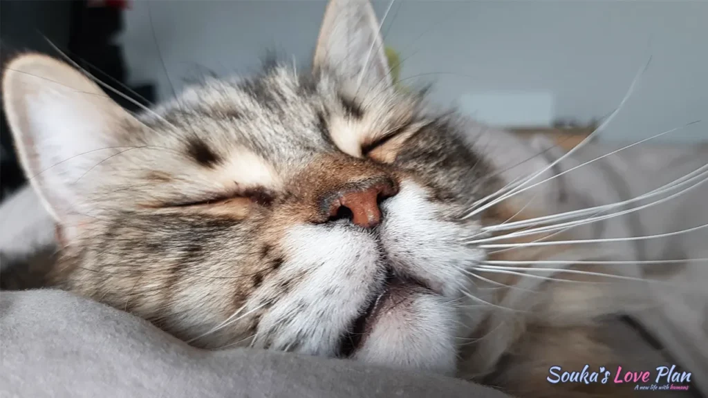 悠さんと同居する猫ちゃん「ノル」くんの写真。