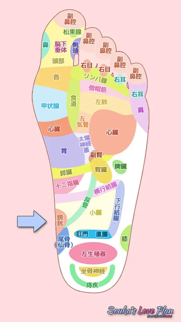 左足反射区の画像