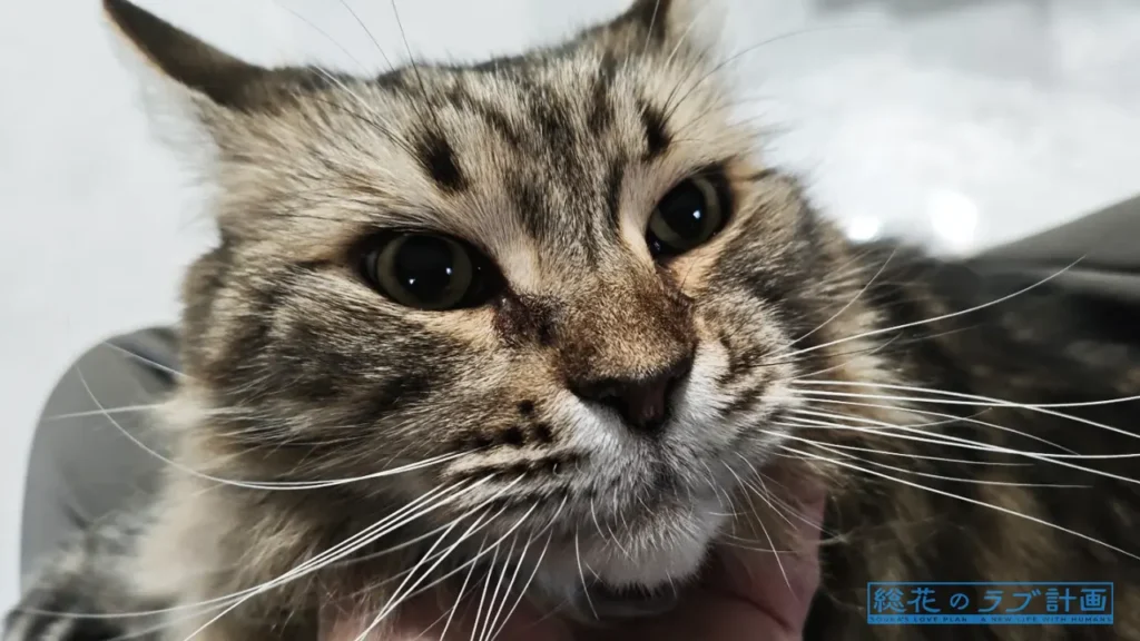 抵抗なくゴクリとお薬を飲む猫ちゃん