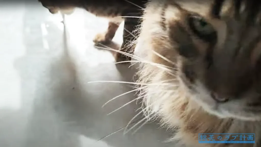 ご褒美のおやつを取られて悲しそうな顔をする猫ちゃん。